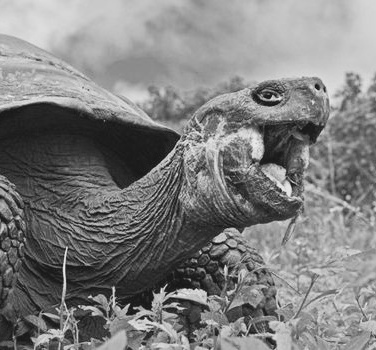 Meet a 100 year old turtle in Galapagos